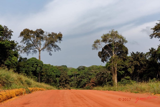071 LOANGO 3 Franceville-Lambarene Piste vers Ovan Arbres 16E5K3IMG_121210_DxOawtmk.jpg