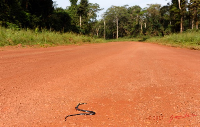 073 LOANGO 3 Franceville-Lambarene Piste vers Ovan Serpent Naja Ecrase 16E5K3IMG_121214_DxOawtmk.jpg