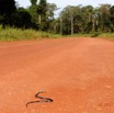 073 LOANGO 3 Franceville-Lambarene Piste vers Ovan Serpent Naja Ecrase 16E5K3IMG_121214_DxOawtmk.jpg