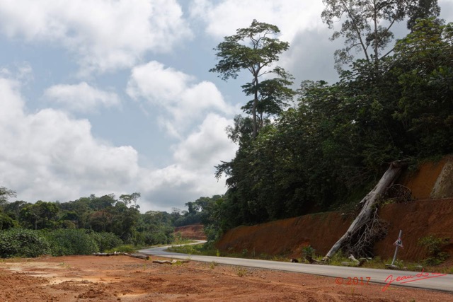 094 LOANGO 3 Franceville-Lambarene Route vers Lalara Arbre Mort 16E5K3IMG_121253_DxOawtmk.jpg