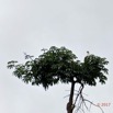 049 LOANGO 3 Descente Ogooue Arbre et Oiseau Aves Palmiste Africain Gypohierax angolensis 16E5K3IMG_121490_DxOawtmk.jpg