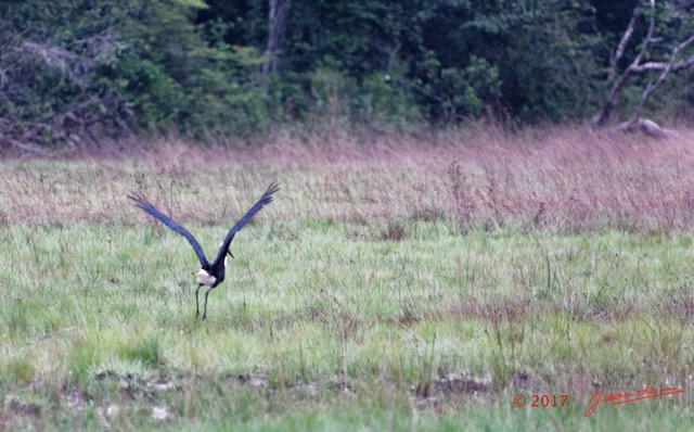 008 LOANGO 3 LIAMBISSI Piste vers le Campement Oiseau Aves Ciconiiformes Ciconiidae Cigogne Episcopale Ciconia episcopus 16E5K3IMG_121581_DxOwtmk.jpg