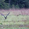 008 LOANGO 3 LIAMBISSI Piste vers le Campement Oiseau Aves Ciconiiformes Ciconiidae Cigogne Episcopale Ciconia episcopus 16E5K3IMG_121581_DxOwtmk.jpg