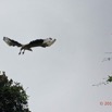 009 LOANGO 3 LIAMBISSI Oiseau Aves Palmiste Africain Gypohierax angolensis en Vol 16E5K3IMG_121587_DxOawtmk.jpg