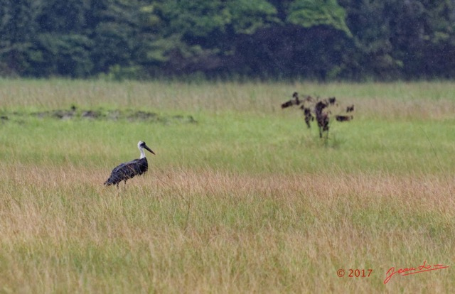 010 LOANGO 3 LIAMBISSI la Piste Oiseau Aves Ciconiiformes Ciconiidae Cigogne Episcopale Ciconia episcopus 16E5K3IMG_121634_DxOawtmk.jpg
