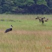 010 LOANGO 3 LIAMBISSI la Piste Oiseau Aves Ciconiiformes Ciconiidae Cigogne Episcopale Ciconia episcopus 16E5K3IMG_121634_DxOawtmk.jpg