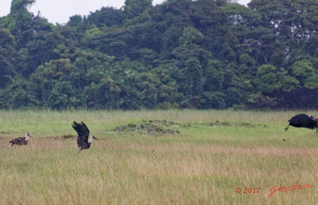 011 LOANGO 3 LIAMBISSI la Piste Oiseau Aves Ciconiiformes Ciconiidae Cigogne Episcopale Ciconia episcopus 16E5K3IMG_121636_DxO-1wtmk.jpg