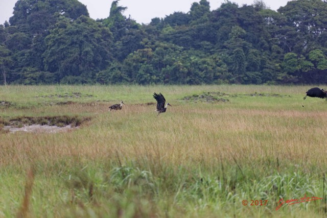 012 LOANGO 3 LIAMBISSI la Piste Oiseau Aves Ciconiiformes Ciconiidae Cigogne Episcopale Ciconia episcopus 16E5K3IMG_121636_DxOwtmk.jpg