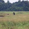 012 LOANGO 3 LIAMBISSI la Piste Oiseau Aves Ciconiiformes Ciconiidae Cigogne Episcopale Ciconia episcopus 16E5K3IMG_121636_DxOwtmk.jpg