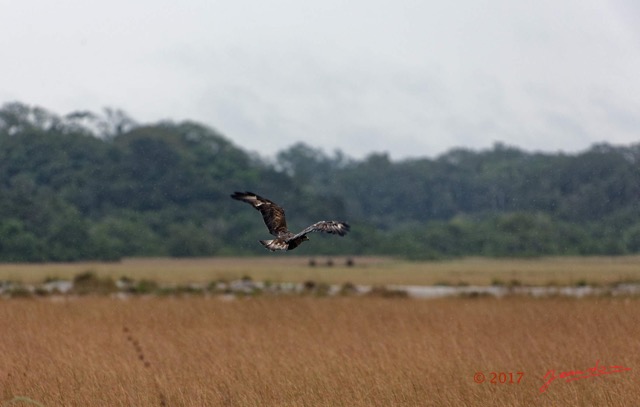 013 LOANGO 3 LIAMBISSI la Piste Oiseau Aves Pygargue Vocifere Haliaeetus vocifer Juvenile 16E5K3IMG_121640_DxOwtmk.jpg