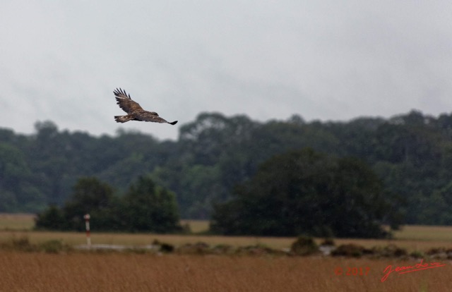 014 LOANGO 3 LIAMBISSI la Piste Oiseau Aves Pygargue Vocifere Haliaeetus vocifer Juvenile 16E5K3IMG_121641_DxOwtmk.jpg