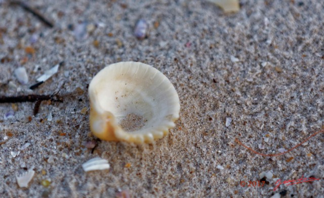 053 LOANGO 3 LIAMBISSI le Campement le Soir la Plage Coquillage Bivalvia Veneroida Cardiidae Cardium sp 16E5K3IMG_122014_DxOawtmk.jpg