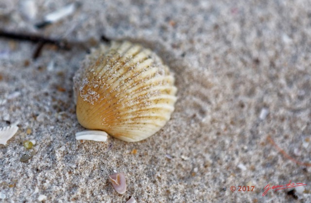 054 LOANGO 3 LIAMBISSI le Campement le Soir la Plage Coquillage Bivalvia Veneroida Cardiidae Cardium sp 16E5K3IMG_122015_DxOawtmk.jpg