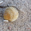 054 LOANGO 3 LIAMBISSI le Campement le Soir la Plage Coquillage Bivalvia Veneroida Cardiidae Cardium sp 16E5K3IMG_122015_DxOawtmk.jpg