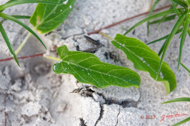 061 LOANGO 3 LIAMBISSI le Campement le Soir la Plage Plante Rampante Magnoliopsida Solanales Convolvulaceae Ipomoea sp 16E5K3IMG_122021_DxOawtmk.jpg