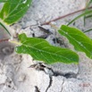 061 LOANGO 3 LIAMBISSI le Campement le Soir la Plage Plante Rampante Magnoliopsida Solanales Convolvulaceae Ipomoea sp 16E5K3IMG_122021_DxOawtmk.jpg