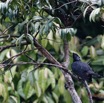 017 LOANGO 3 la Riviere MPIVIE Oiseau Aves Coraciiformes Alcedinidae Martin-Pecheur Geant Megaceryle maxima 16E5K3IMG_121744_DxOwtmk.jpg