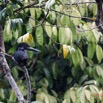 018 LOANGO 3 la Riviere MPIVIE Oiseau Aves Coraciiformes Alcedinidae Martin-Pecheur Geant Megaceryle maxima 16E5K3IMG_121746_DxOwtmk.jpg