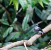 049 LOANGO 3 la Riviere MPIVIE Oiseau Aves Passeriformes Muscicapidae Gobemouche de Cassin Muscicapa cassini 16E5K3IMG_121810_DxOwtmk.jpg