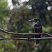 053 LOANGO 3 la Riviere MPIVIE Oiseau Aves Coraciiformes Alcedinidae Martin-Pecheur Geant Megaceryle maxima 16E5K3IMG_121817_DxOwtmk.jpg