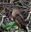 058 LOANGO 3 la Riviere MPIVIE Oiseau Aves Pelecaniformes Ardeidae Onore a Huppe Blanche Tigriornis leucolopha 16E5K3IMG_121832_DxOwtmk.jpg