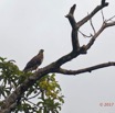 063 LOANGO 3 la Riviere MPIVIE Oiseau Aves Accipitriformes Accipitridae Pygargue Vocifere Haliaeetus vocifer Juvenile 16E5K3IMG_121846_DxOawtmk.jpg