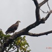 064 LOANGO 3 la Riviere MPIVIE Oiseau Aves Accipitriformes Accipitridae Pygargue Vocifere Haliaeetus vocifer Juvenile 16E5K3IMG_121847_DxOwtmk.jpg