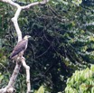 069 LOANGO 3 la Riviere MPIVIE Oiseau Aves Accipitriformes Accipitridae Pygargue Vocifere Haliaeetus vocifer Juvenile 16E5K3IMG_121866_DxOwtmk.jpg