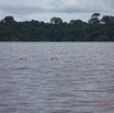 071 LOANGO 3 la Riviere MPIVIE Oiseau Aves Pelecaniformes Pelecanidae Pelican Gris Pelecanus rufescens 16E5K3IMG_121871_DxOwtmk.jpg