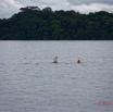 072 LOANGO 3 la Riviere MPIVIE Oiseau Aves Pelecaniformes Pelecanidae Pelican Gris Pelecanus rufescens 16E5K3IMG_121877_DxOwtmk.jpg