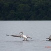 073 LOANGO 3 la Riviere MPIVIE Oiseau Aves Pelecaniformes Pelecanidae Pelican Gris Pelecanus rufescens 16E5K3IMG_121878_DxOwtmk.jpg