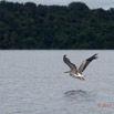 074 LOANGO 3 la Riviere MPIVIE Oiseau Aves Pelecaniformes Pelecanidae Pelican Gris Pelecanus rufescens 16E5K3IMG_121881_DxOwtmk.jpg