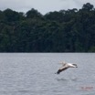 075 LOANGO 3 la Riviere MPIVIE Oiseau Aves Pelecaniformes Pelecanidae Pelican Gris Pelecanus rufescens 16E5K3IMG_121885_DxOwtmk.jpg