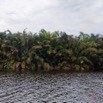 077 LOANGO 3 la Riviere MPIVIE Berge et Arbre Liliopsida Arecales Arecaceae Raphia hookeri 16E5K3IMG_121890_DxOawtmk.jpg