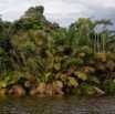 079 LOANGO 3 la Riviere MPIVIE Berge et Arbre Liliopsida Arecales Arecaceae Raphia hookeri 16E5K3IMG_121894_DxOawtmk.jpg