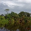 081 LOANGO 3 la Riviere MPIVIE Berge et Arbre Liliopsida Arecales Arecaceae Raphia hookeri 16E5K3IMG_121896_DxOawtmk.jpg