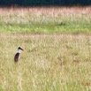 096 LOANGO 3 la Riviere MPIVIE Retour vers le Campement Oiseau Aves Ciconiiformes Ciconiidae Cigogne Episcopale Ciconia episcopus 16E5K3IMG_121913_DxOawtmk.jpg