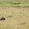 097 LOANGO 3 la Riviere MPIVIE Retour vers le Campement Oiseau Aves Ciconiiformes Ciconiidae Cigogne Episcopale Ciconia episcopus 16E5K3IMG_121923_DxOwtmk.jpg