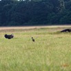 105 LOANGO 3 la Riviere MPIVIE Retour vers le Campement Oiseau Aves Ciconiiformes Threskiornithidae Ibis Hagedash Bostrychia hagedash 16E5K3IMG_121934_DxOawtmk.jpg