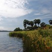 007 LOANGO 3 les Hippopotames la Berge avec Papyrus et Palmiers 16E5K3IMG_122358_DxOawtmk.jpg