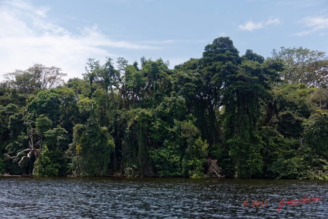 010 LOANGO 3 les Hippopotames la Lagune NDOGO Berge Arbres et Lianes 16E5K3IMG_122525_DxOawtmk.jpg