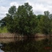 016 LOANGO 3 les Hippopotames la Riviere Monamwele Berge et Mangrove 16E5K3IMG_122481_DxOawtmk.jpg