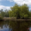 018 LOANGO 3 les Hippopotames la Riviere Monamwele Berge et Mangrove 16E5K3IMG_122485_DxOawtmk.jpg