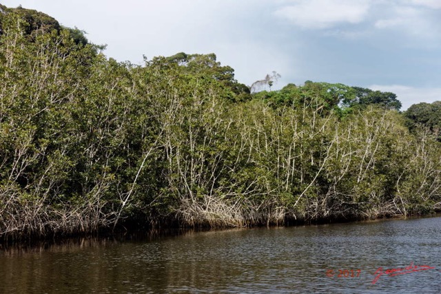 019 LOANGO 3 les Hippopotames la Riviere Monamwele Berges avec Arbres Magnoliopsida Malpighiales Rhizophoraceae Paletuvier Rhizophora racemosa 16E5K3IMG_122368_DxOawtmk.jpg