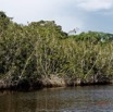 019 LOANGO 3 les Hippopotames la Riviere Monamwele Berges avec Arbres Magnoliopsida Malpighiales Rhizophoraceae Paletuvier Rhizophora racemosa 16E5K3IMG_122368_DxOawtmk.jpg