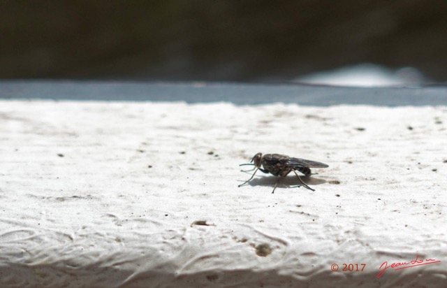 021 LOANGO 3 les Hippopotames la Riviere Monamwele Insecta Diptera Glossinidae Mouche Tse-Tse Glossina sp 16RX104DSC_1000619_DxOwtmk.jpg