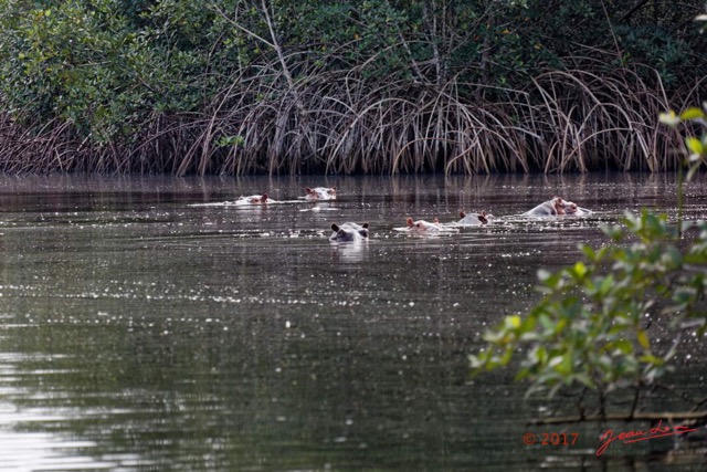 023 LOANGO 3 les Hippopotames la Riviere Monamwele Mammalia Artiodactyla Hippopotamidae Hippopotamus amphibius Groupe 16E5K3IMG_122374_DxOwtmk.jpg