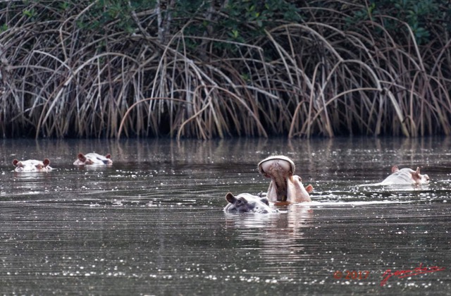 025 LOANGO 3 les Hippopotames la Riviere Monamwele Mammalia Artiodactyla Hippopotamidae Hippopotamus amphibius Groupe 16E5K3IMG_122376_DxOawtmk.jpg