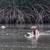 025 LOANGO 3 les Hippopotames la Riviere Monamwele Mammalia Artiodactyla Hippopotamidae Hippopotamus amphibius Groupe 16E5K3IMG_122376_DxOawtmk.jpg