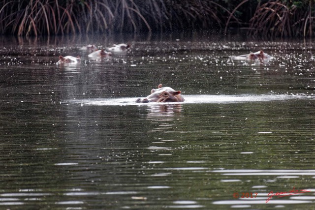 026 LOANGO 3 les Hippopotames la Riviere Monamwele Mammalia Artiodactyla Hippopotamidae Hippopotamus amphibius Groupe 16E5K3IMG_122384_DxOwtmk.jpg
